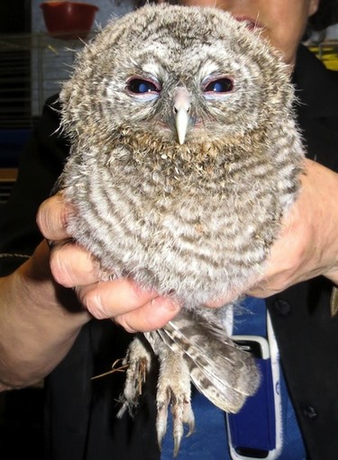 Allocco soccorso dai Vigili del Fuoco nel finalese: affidato alle cure dell'Enpa