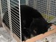 Savona, smarrito gatto nero in corso Ricci: l'appello dell'Enpa