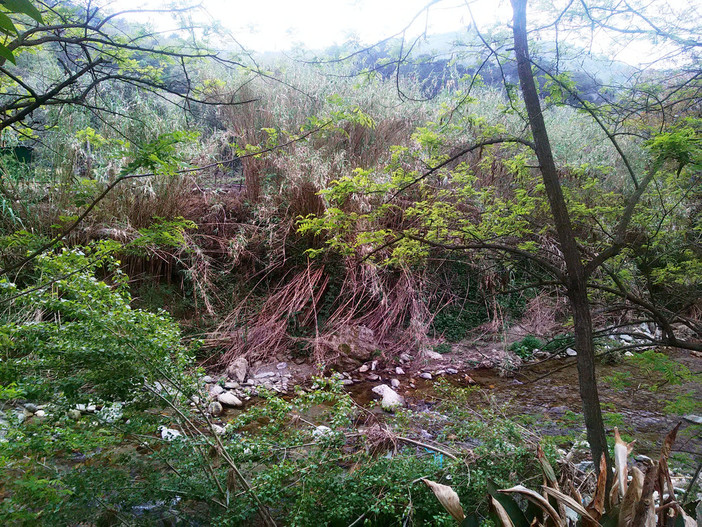 Finale Ligure: situazione “a rischio” per le sponde del torrente Pora a Perti? Finale Ligure: situazione “a rischio” per le sponde del torrente Pora a Perti?