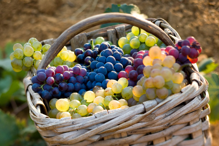 "L'agricoltura ad Albenga: dal tradizionale al sostenibile-biologico", conferenza all’Auditorium San Carlo