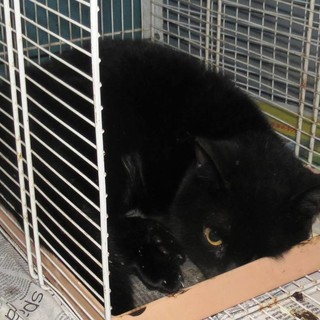 Savona, smarrito gatto nero in corso Ricci: l'appello dell'Enpa