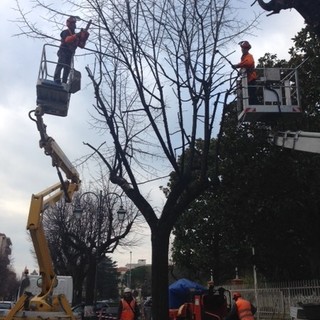 Albenga, al via la sostituzione dei tigli in viale Martiri