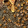Noli celebra le api: domenica 26 maggio la seconda edizione del &quot;World Bee Day&quot;