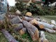 Abbattuti alberi a Borghetto Santo Spirito: ATA PC scrive al Comune per chiedere chiarimenti