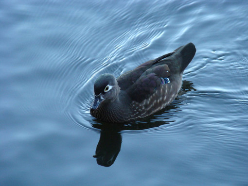 Quiliano: anatra sposa cerca casa e marito