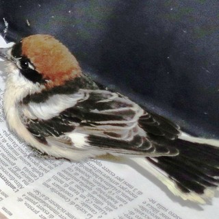 Albisola Superiore: averla in difficoltà soccorsa dall'Enpa, ma purtroppo non ce l'ha fatta Albisola Superiore: averla in difficoltà soccorsa dall'Enpa, ma purtroppo non ce l'ha fatta