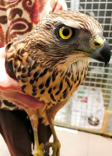 Savona, la denuncia dell'Enpa: "Raro rapace forse impallinato" Savona, la denuncia dell'Enpa: "Raro rapace forse impallinato"