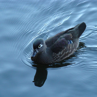 Quiliano: anatra sposa cerca casa e marito