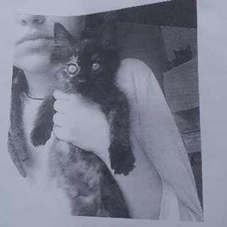 Smarrita micia addestrata alla pet therapy: la proprietaria malata la cerca disperatamente