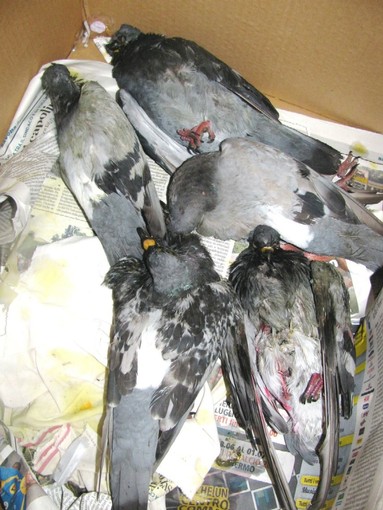 Moria di Colombi a Zuccarello e Albenga, accertamenti dell'Enpa