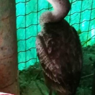 Albenga, giovane cormorano ferito da un amo da pesca