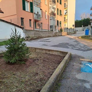Carcare, 25 nuovi abeti rossi per i giardini pubblici: recuperate le decorazioni natalizie