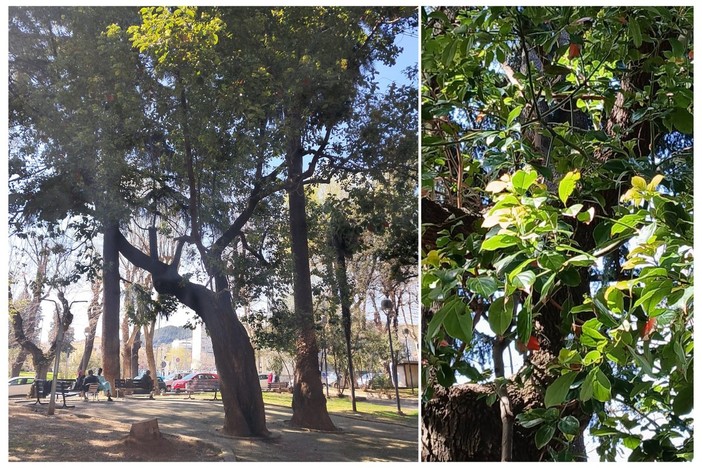 Savona, ai giardini di Piazza del Popolo un esemplare di albero della canfora, uno dei pochi in provincia