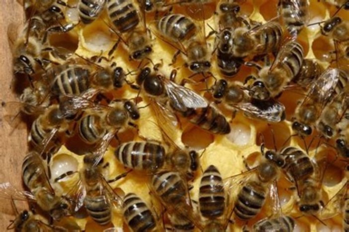 Clima, Coldiretti: &quot;Finta primavera risveglia in anticipo le api liguri&quot;