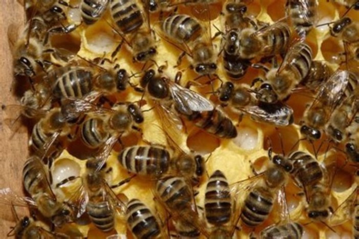 Crisi apicoltori, il M5S: "Approvato odg che impegna la giunta a richiedere lo stato di calamità naturale" Crisi apicoltori, il M5S: "Approvato odg che impegna la giunta a richiedere lo stato di calamità naturale"