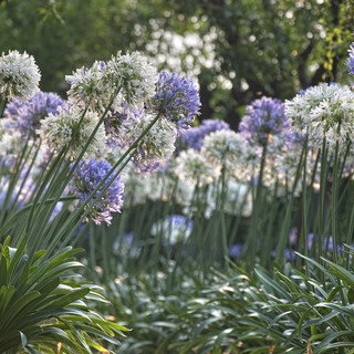 Alassio, a villa della Pergola tra i fiori dell'amore