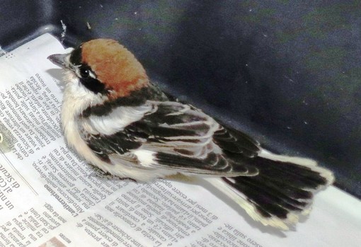 Albisola Superiore: averla in difficoltà soccorsa dall'Enpa, ma purtroppo non ce l'ha fatta Albisola Superiore: averla in difficoltà soccorsa dall'Enpa, ma purtroppo non ce l'ha fatta