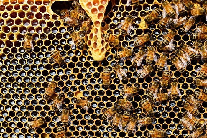 Savona, il Comune  firma il patto di collaborazione per salvare le api e contrastare la Vespa velutina