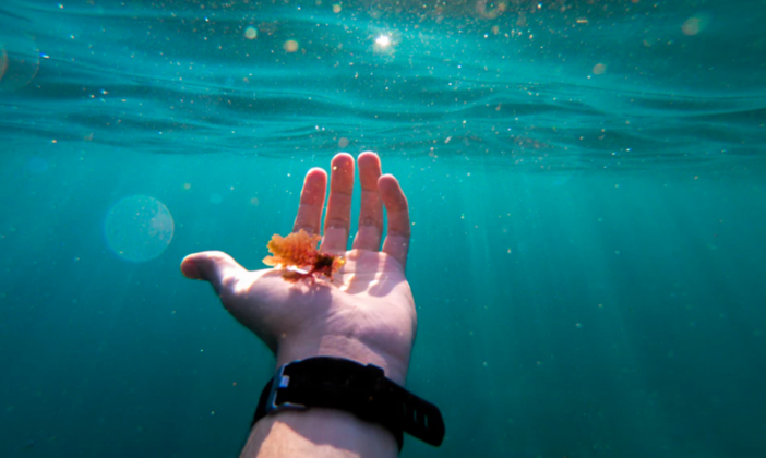 Arpal monitora l'alga “ostreopsis ovata”: codice verde tra Savona e Arenzano Arpal monitora l'alga “ostreopsis ovata”: codice verde tra Savona e Arenzano