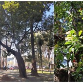 Savona, ai giardini di Piazza del Popolo un esemplare di albero della canfora, uno dei pochi in provincia Savona, ai giardini di Piazza del Popolo un esemplare di albero della canfora, uno dei pochi in provincia