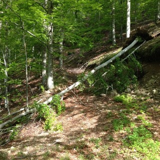 Vado Ligure, pulizia e manutenzione delle principali strade boschive Vado Ligure, pulizia e manutenzione delle principali strade boschive