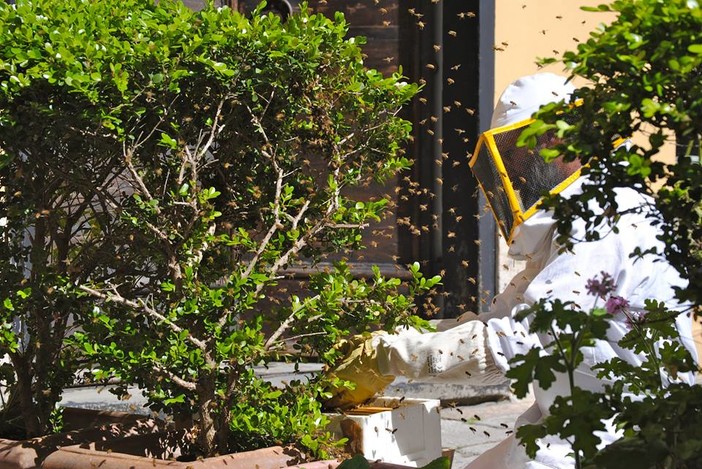 Apicoltura, 24.500 euro per l’acquisto di nuove arnie e 41.500 per interventi a sostegno del settore