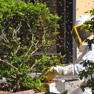 Apicoltura, 24.500 euro per l’acquisto di nuove arnie e 41.500 per interventi a sostegno del settore