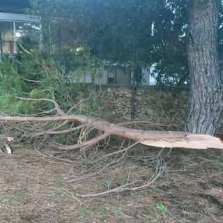 Albero caduto e danni agli arredi, chiude per qualche giorno il parco Marabotto di Legino (FOTO) Albero caduto e danni agli arredi, chiude per qualche giorno il parco Marabotto di Legino (FOTO)