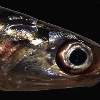 Coldiretti Impresa Pesca propone una revisione delle sanzioni sul pescato sotto-taglia