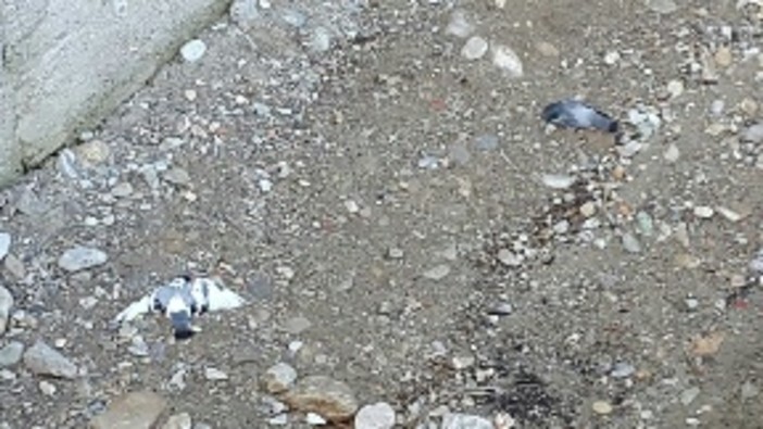 A Loano avvelenamento di animali: stragi di colombi e tortore A Loano avvelenamento di animali: stragi di colombi e tortore