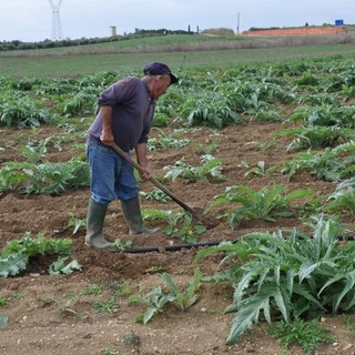 Coronavirus, Viviani (Lega): “Governo dimentica pescatori, agricoltori, viticoltori e floricoltori”