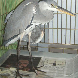 Savona: animali, Enpa protesta per il ferimento di due aironi cinerini