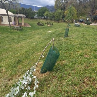 Quiliano, alberi spezzati nel parco di San Pietro in Carpignano: "Siamo senza parole e molto amareggiati"