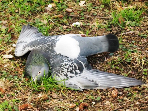Ennesimo avvelenamento di uccelli in piazza del Popolo a Savona