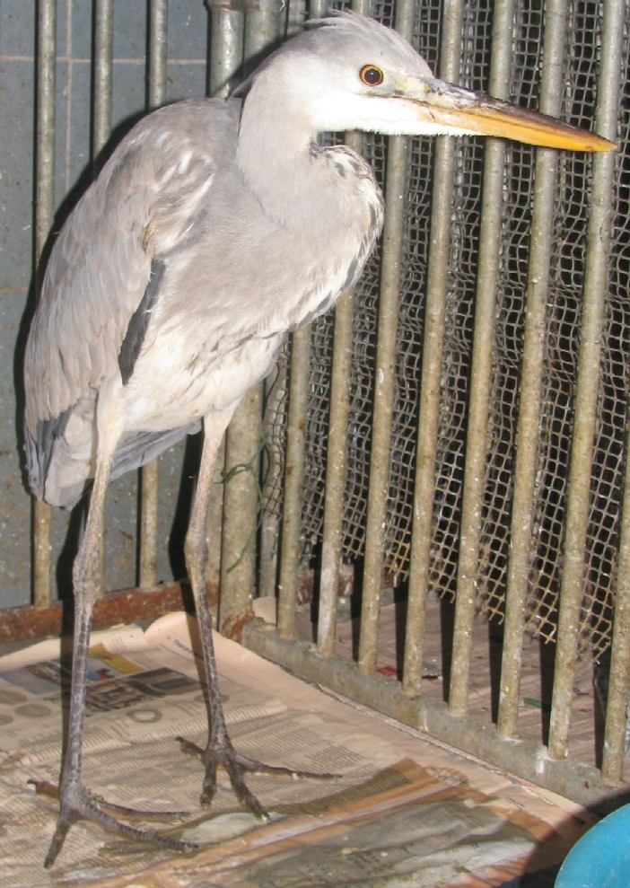 Forestale ed Enpa salvano un airone a Sassello