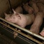 Peste suina, task force in stand-by: allevatori e ambientalisti ancora in attesa di risposte Peste suina, task force in stand-by: allevatori e ambientalisti ancora in attesa di risposte