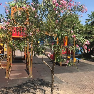 Alassio, sostituito albero vandalizzato nei Giardini Charlie Chaplin