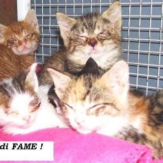 Savona: un regolamento per la salvaguardia dei gatti e delle colonie feline in Consiglio