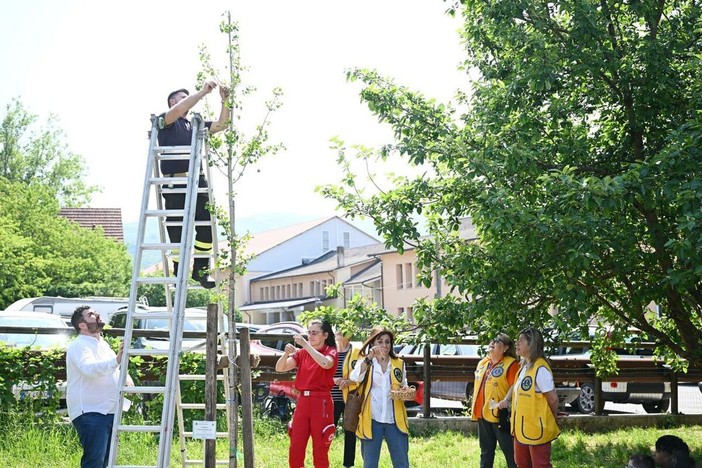 Sassello, un Ginkgo Biloba per non dimenticare: al Museo Perrando un messaggio di comunità e memoria Sassello, un Ginkgo Biloba per non dimenticare: al Museo Perrando un messaggio di comunità e memoria