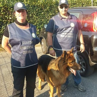 Alassio, i volontari dell'Accademia Kronos vigilano sulle aree verdi