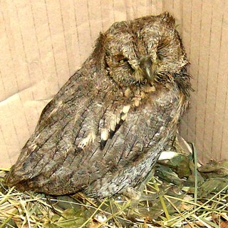 L'assiolo di Giusvalla