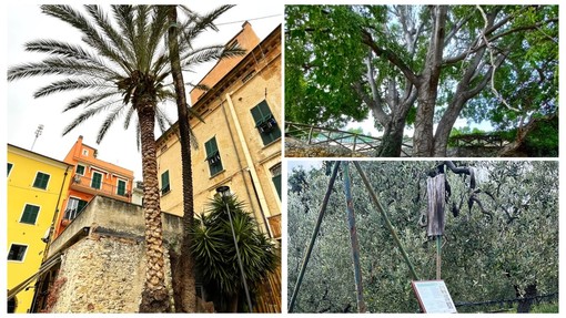 Pietra, sono tre le piante ultracentenarie che entrano nell'elenco degli "Alberi Monumentali d'Italia" Pietra, sono tre le piante ultracentenarie che entrano nell'elenco degli "Alberi Monumentali d'Italia"