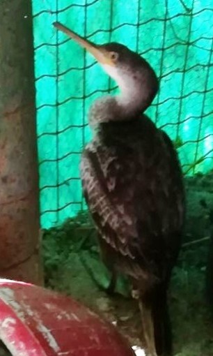 Albenga, giovane cormorano ferito da un amo da pesca