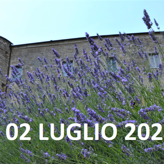 ALTO (CN): tutto pronto per la 2° Edizione della FESTA DELLA LAVANDA” ALTO (CN): tutto pronto per la 2° Edizione della FESTA DELLA LAVANDA”