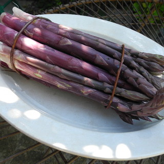 E’ realtà la nuova filiera produttiva dell’asparago violetto