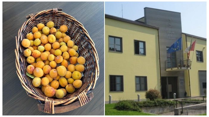 Quiliano, rubano le albicocche delle scuole medie di Valleggia: l'ira della dirigente scolastica corre sui social