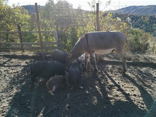 Sara lancia il crowdfunding per realizzare a Giusvalla un rifugio per animali in difficoltà