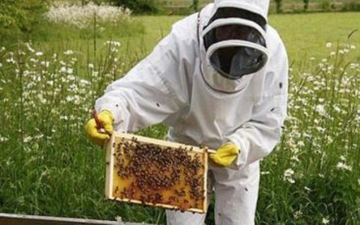 Trattamenti sanitari obbligatori per le api, Marco Ferriero da Stellanello chiede un incontro