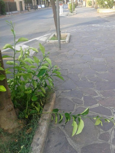 Alassio: germogli di aranci selvatici insidiosi Alassio: germogli di aranci selvatici insidiosi