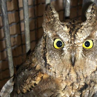 Meraviglie della natura: l'assiolo di Mioglia